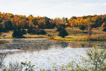Beautiful Minnesota lake in fall, with trees, lily pads, and reeds on a sunny autumn day. Taken in Marine on St Croix MN