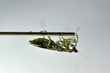 the amazing world of mantis insects