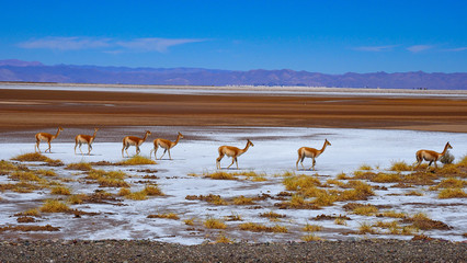 Lamas on Salt Plane