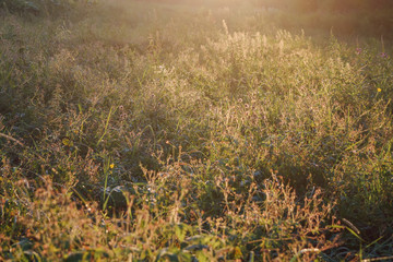 Sunny glade, nature background warm summer evening at the meadow close to forest at finnish farm