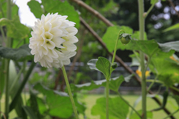 dahlia wizard of oz
