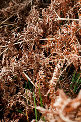 background autumn fern