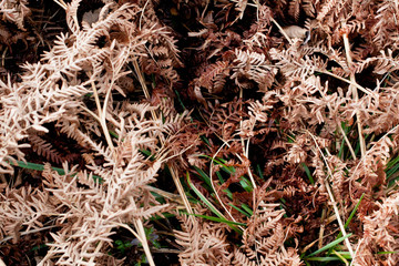 background autumn fern