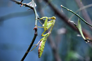 the amazing world of mantis insects