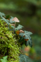 closeup of little mushroom on the moss in the forest
