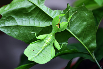 Obraz premium the amazing world of mantis insects