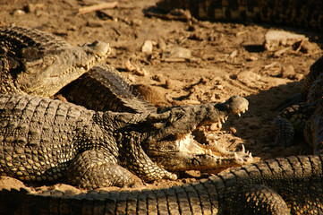 Jaws of a wild crocodile. a group of crocodiles basking in the sun