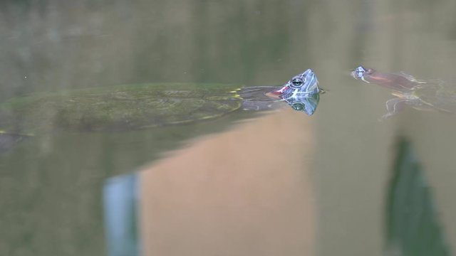 Close up of turtle in pond swimming along