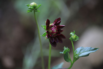 black dahlia
