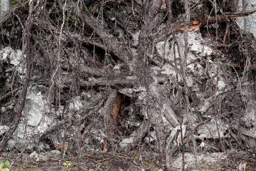 tree roots