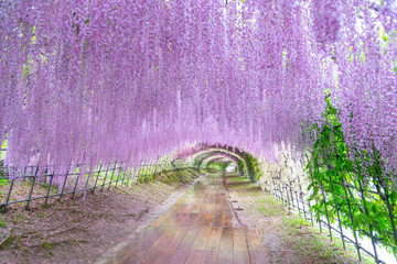 The great wisteria flower arch. Wisteria Tunnel at Kawachi Fuji Garden (Fukuoka, Japan)
