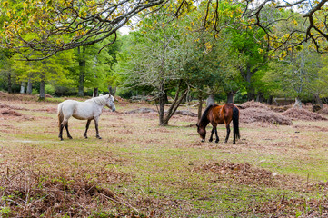 Obraz na płótnie Canvas New Forest, Nationalpark, wilde Pferde, Weideland, Heide, Wanderweg, Frühling, England
