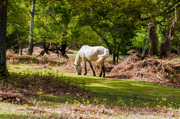 New Forest, Nationalpark, wilde Pferde, Pferd, Weideland, Heide, Wanderweg, Frühling, England