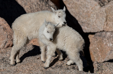 Joyful Mountain Goat Kid Siblings 