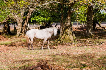 New Forest, Nationalpark, Wilde Pferde, Wanderweg, Frühling, England, Südengland