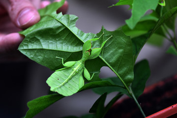 the amazing world of mantis insects