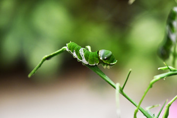 the wonderful world of caterpillar insects