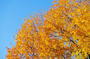 Colorful autumn forest