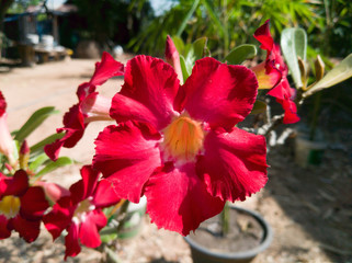 flowers in the garden