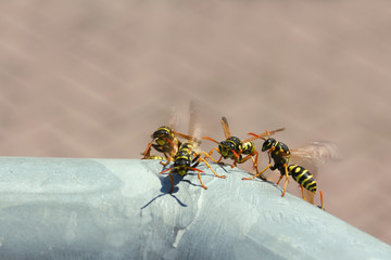 Feldwespen vor ihrem Schlupfloch, Polistes gallicus