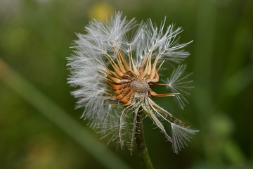 wildflower macro shot
