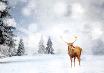 magical Christmas card with oble deermale in fairy tale winter landscape