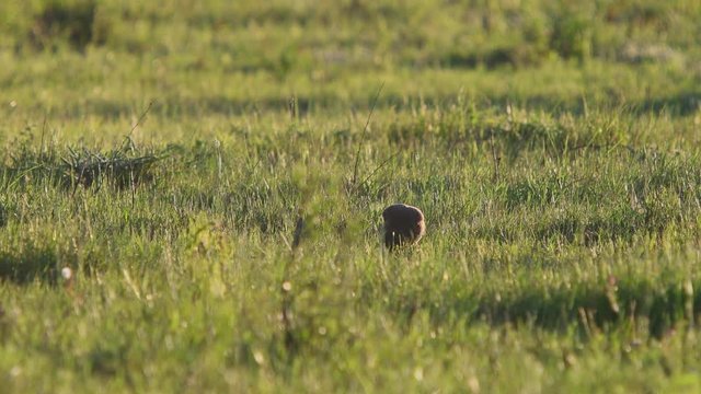 Chimango Caracara (Milvago chimango) on the ground eating a prey.