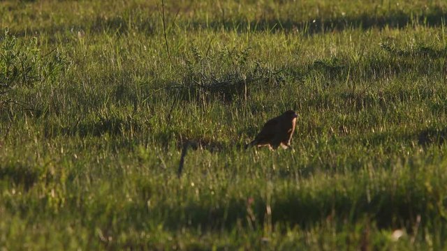 Chimango Caracara (Milvago chimango) on the ground eating a prey.