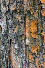 Big tree bark texture . Nature background photo