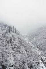 Landscape view of snowy hills with pine trees.