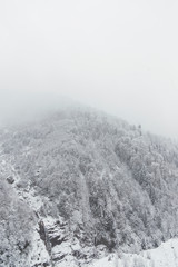 Landscape view of snowy hills with pine trees.