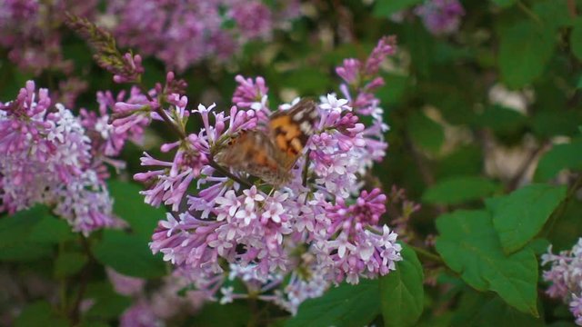 Butterfly vanessa atalanta on lilac flower. Closeup butterfly, slow motion footage. Macro view of summer nature. Spring in slowmo