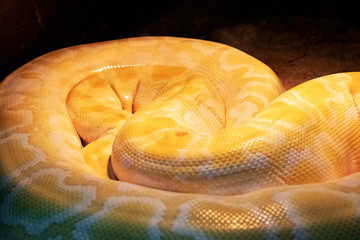 Yellow Boa constrictor rings closeup in aquarium