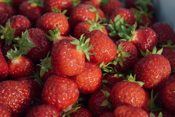 Close up fresh strawberry harvest in the box at finnish farm for local market selling