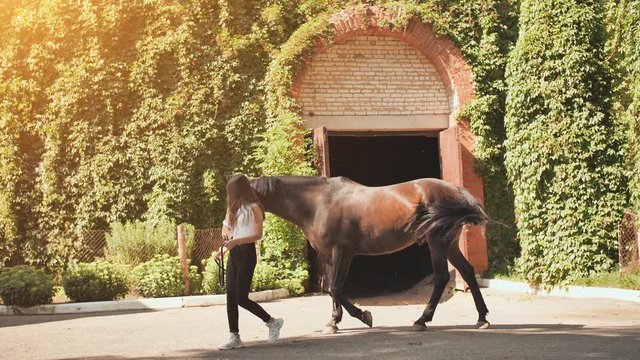 The girl walks and walks with the horse.