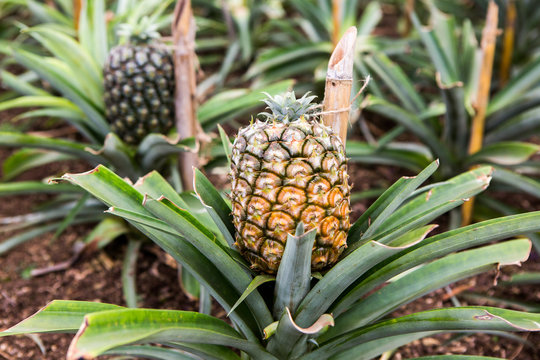 Single ripe pineapple growing in the field. Fresh pineaple fruit on bush with leaves