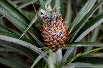 Single ripe pineapple growing in the field. Fresh pineaple fruit on bush with leaves