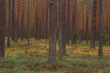 Autumn coniferous forest - 297865767
