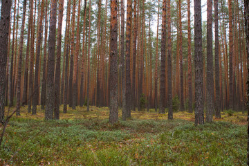 Autumn coniferous forest - 297865768