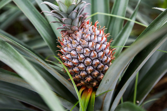 Single ripe pineapple growing in the field. Fresh pineaple fruit on bush with leaves