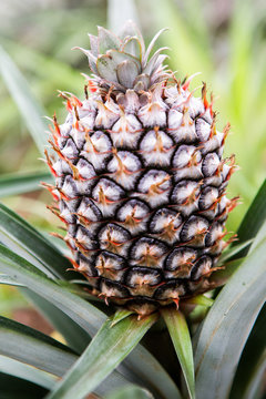 Single ripe pineapple growing in the field. Fresh pineaple fruit on bush with leaves
