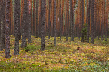 Autumn coniferous forest - 297865976