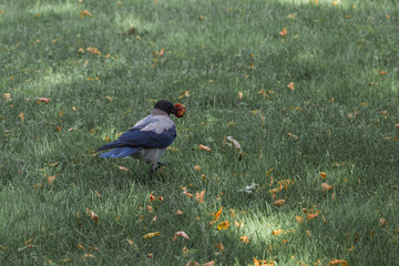 gray crow runs through the green grass with dried fruits in its beak