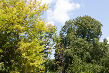 Fototapeta premium trees with light green leaves, with a blue sky at the top of the frame