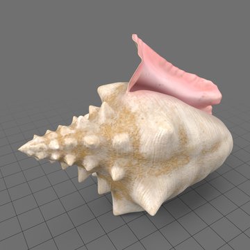 Conch shell