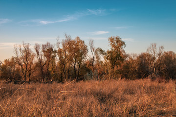 Obraz na płótnie Canvas evening by autumn in steppe