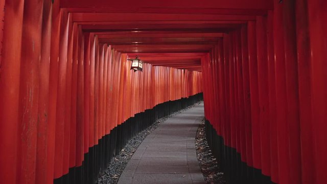 Tracking Shot of hundreds of red gates in Fushimi Inari