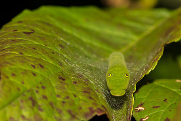 Eastern Tiger Swallowtail Caterpillar (Papilio glaucus)