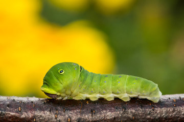 Eastern Tiger Swallowtail Caterpillar (Papilio glaucus)