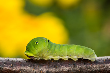Eastern Tiger Swallowtail Caterpillar (Papilio glaucus)